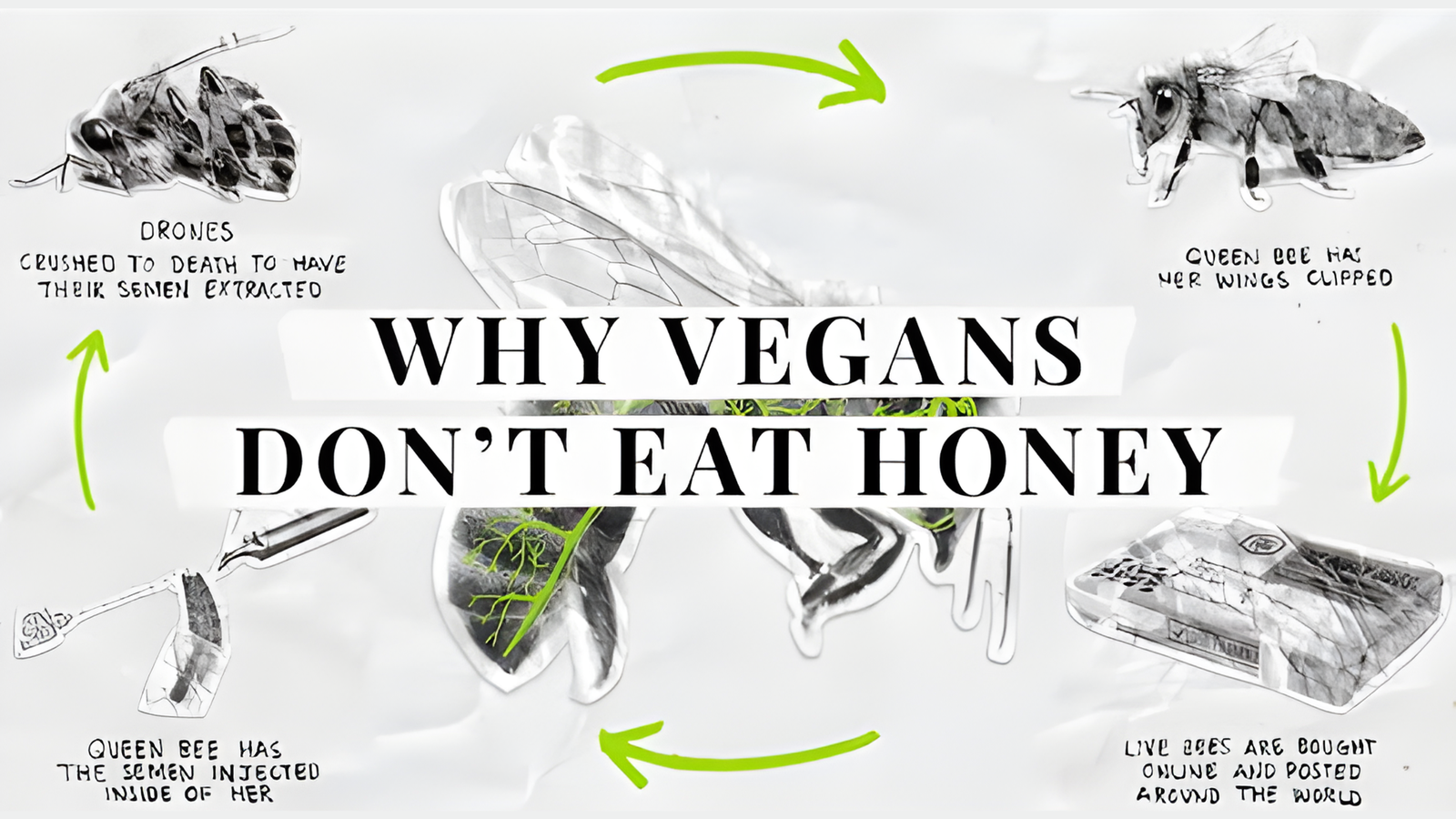 Why don't vegans eat honey?